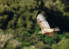 Ein junger Adler
                        (�ancu)