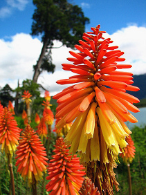 Blumen am Mascardisee