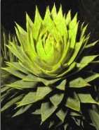 Pehuen (araucaria), agujas