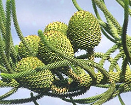Pehuen (araucaria), pi�as de abetos
                            inmaduras