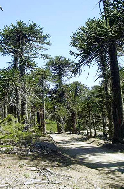 Bosque de araucarias (bosque de pehuen)
                            en Villa Pehuenia, provincia de Neuqu�n,
                            Argentina