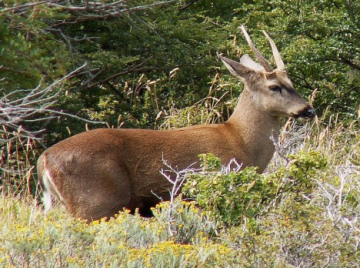 Un
                        ciervo andino (mapud.: huemul)