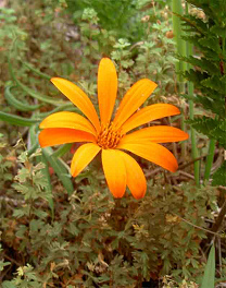 Mutisia