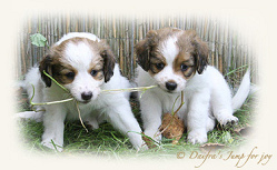 Dos cachorros