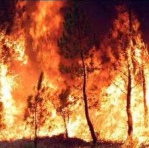 Zwei Stöckchen
waren so heiss, dass sie einen
Waldbrand auslösten Zwei Stöckchen waren so
heiss, dass sie einen Waldbrand
auslösten