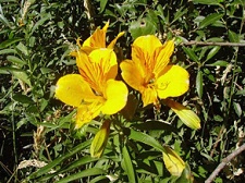 Blutstropfen vom Herz der
Amancay lassen Blumen wachsen Blutstropfen vom Herz der
Amancay lassen Blumen wachsen
