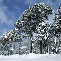 Pehuen-Wald
(Araukarienwald) im Winter in
Chile, mit Pinienkernen für den
Winter Pehuen-Wald (Araukarienwald)
im Winter in Chile, mit
Pinienkernen für den Winter