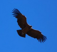 Condor