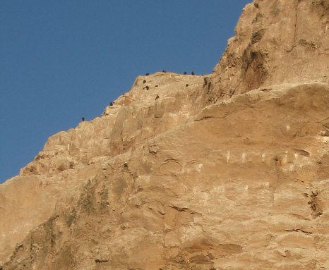 Morroberg, die V�gel, Nahaufnahme