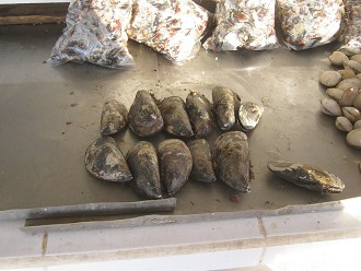 Lira-Allee, der Fischermarkt, Meermuscheln
                        (01)