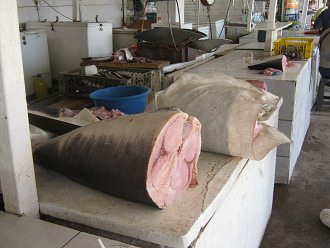 Fisch (02)