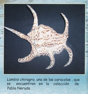 Folleto 03: Lambis
                                chiragra
