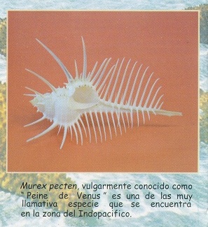 Folleto 04: Murex
                                pecten