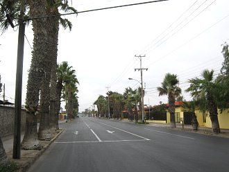18.-September-Allee in Arica mit Palmen