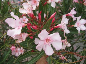 18.-September-Allee, Blumen des Strauchs,
                          Nahaufnahme