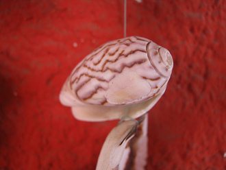 Ein Schneckenhaus einer Meerschnecke am
                            Mobile, Nahaufnahme
