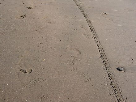 V�as de gaviotas y otras v�as en la playa
                          Chinchorro