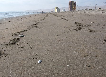 Concha del mar 01