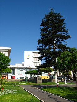 Arbeiterplatz, eine Tanne 01