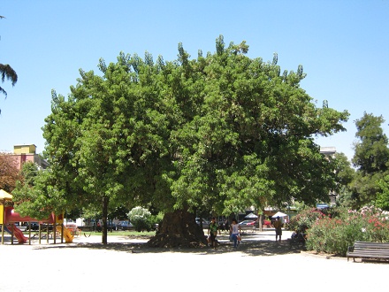 Brasilienplatz, Kugelbaum Brasilienplatz, Kugelbaum
