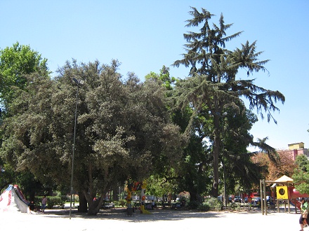 Brasilienplatz, Burgenspielplatz
mit Bäumen Brasilienplatz, Burgenspielplatz mit
Bäumen
