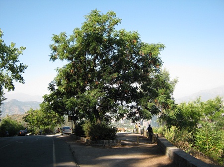 Mirador "Hundimiento" con
                          �rbol