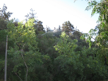 Irrigaci�n de los �rboles