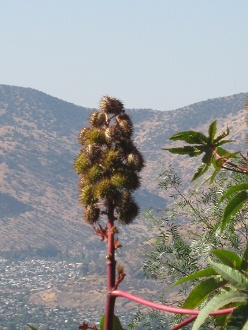 Frutas en umbelas de un arbusto