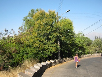 Otro arbusto salt� a la vista en el
                          margen de la calle, esa vez con flores
                          amarillas