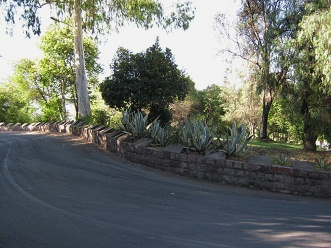 Cactoses en el margen de la calle