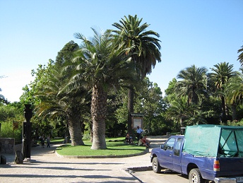 Palmeras y vitrina de la piscina