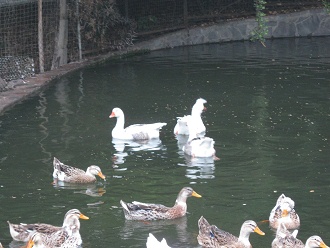 Enten und G�nse schwimmen im Ententeich