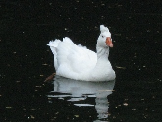 Eine Gans im Ententeich
