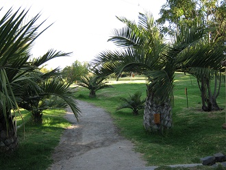 Jard�n Bot�nico "Mapulemu",
                palmeras