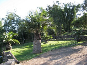 Jard�n Bot�nico "Mapulemu",
                          otra palmera