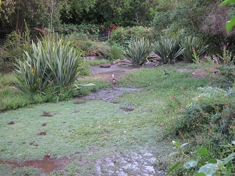 Cactos pasando el camino