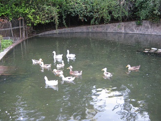 Laguna de patos en el jard�n bot�nico de
                          Santiago de Chile
