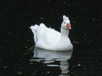 Ganso en la laguna