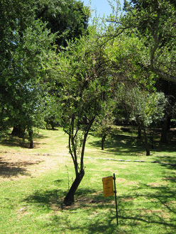 Der Baum
                          Mait�n (lat. Maytenus boaria)