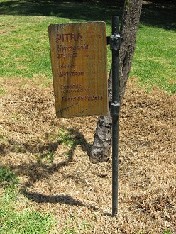 Tafel
                          des Pitra (lat. Myrcegenia exsucca)