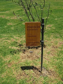 Tafel des Corcol�n (lat. Azara dentata)