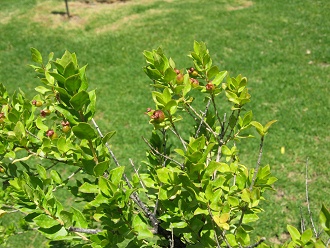 Beeren und Bl�ttchen der Chilenischen
                          Myrte