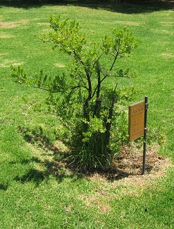 Array�n
                          (lat. Luma apiculata)