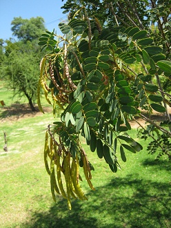 �ste des Quebracho