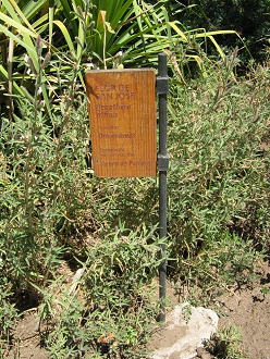 Tafel Flor de San Jos� (lat. Oenothera
                          affinis)