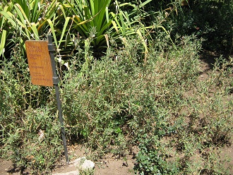 Flor de San Jos� (lat. Oenothera
                          affinis)