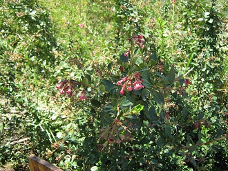 Der
                          Rote Andenstrauch (span. �ipa, lat. Escallonia
                          rubra), Nahaufnahme