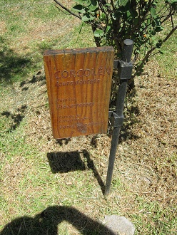 Tafel des Corcol�n