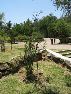 Strauch Azara dentata (span. Corcol�n,
                          lat. Azara dentata)