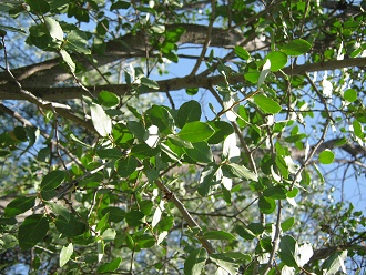 Seifenrindenbaum (span. Quillay, lat. Quillaja
              saponaria), Nahaufnahme